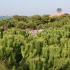 Panorama di alberi con bandiere e mare.