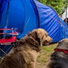 Due cani seduti vicino a una tenda blu in campeggio.